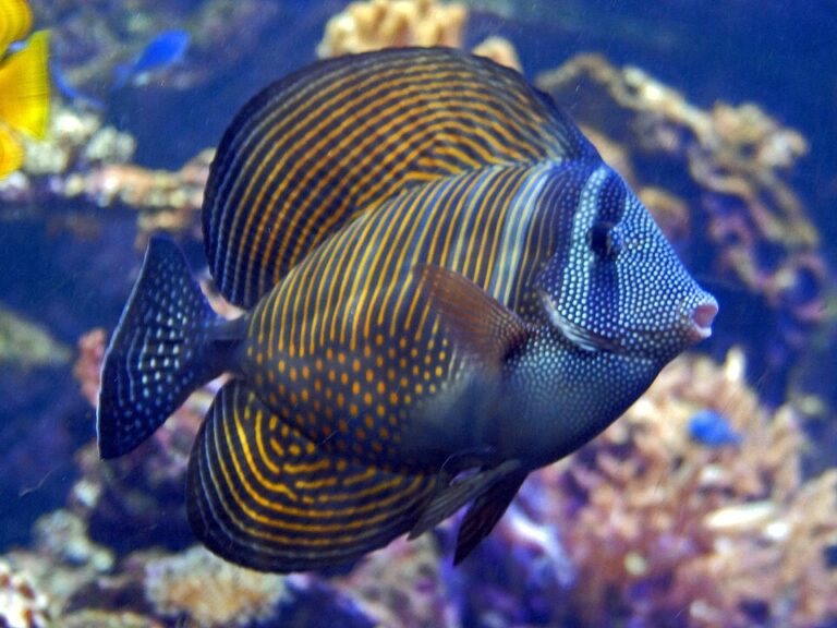 Desjardini Sailfin Tang