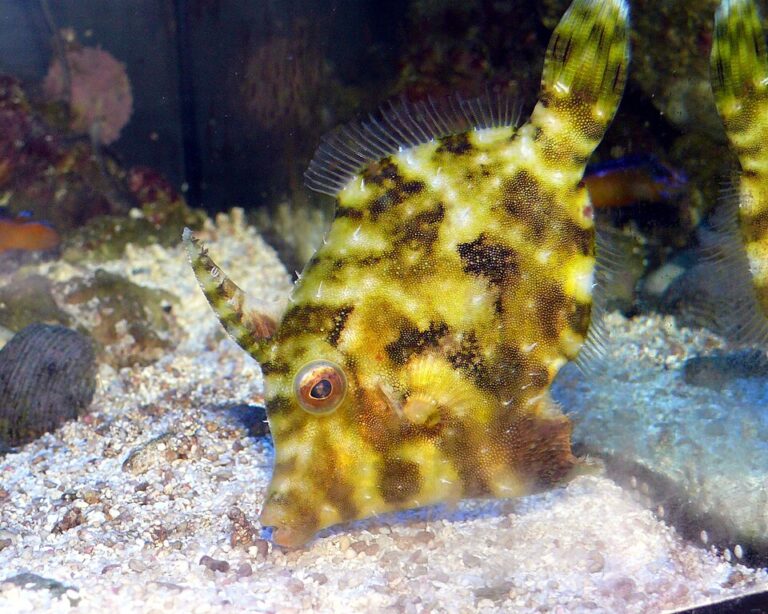 Aiptasia-Eating Filefish