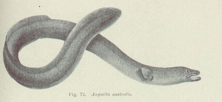 Shortfin Eel