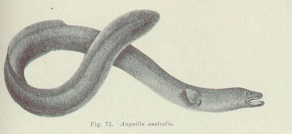 Shortfin Eel