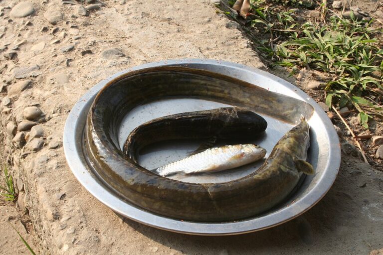 Indian Mottled Eel