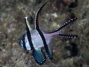 Bangai Cardinalfish