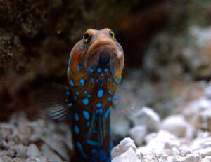 Blue Spotted Jawfish
