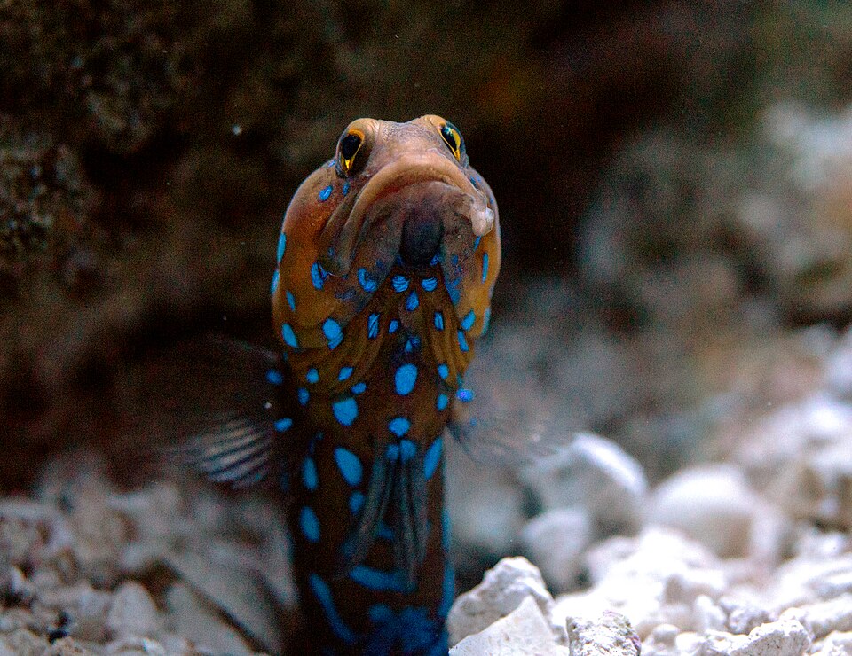 Blue Spotted Jawfish