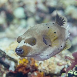 Dogface Puffer