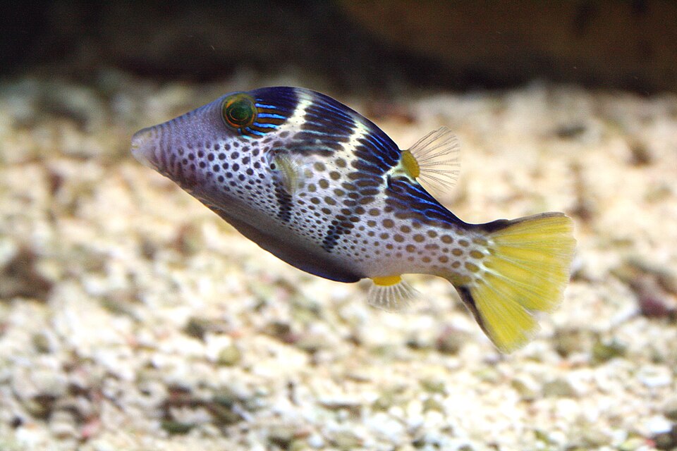 Valentini Puffer