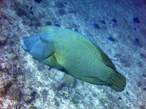 Humphead Wrasse
