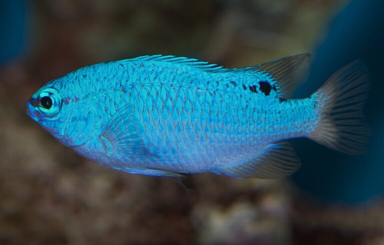 Blue Devil Damselfish