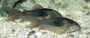 Corydoras