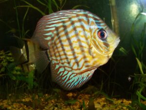 Discus