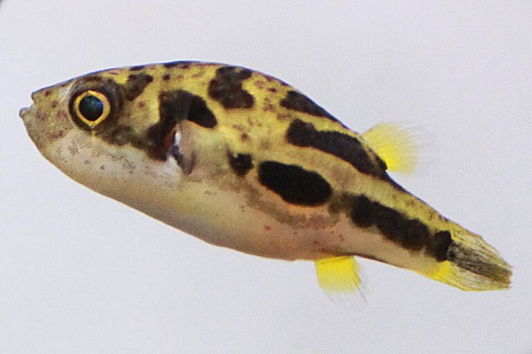 Dwarf (Pea) Puffer