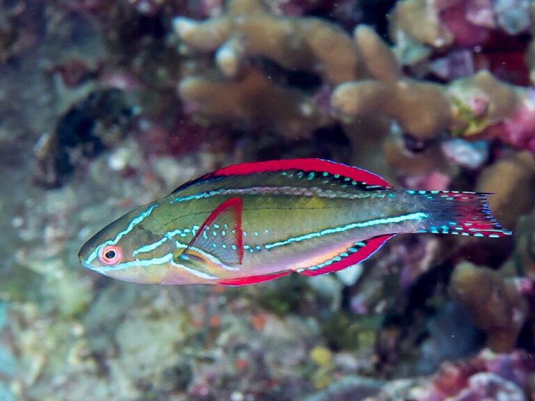 Exquisite Fairy Wrasse