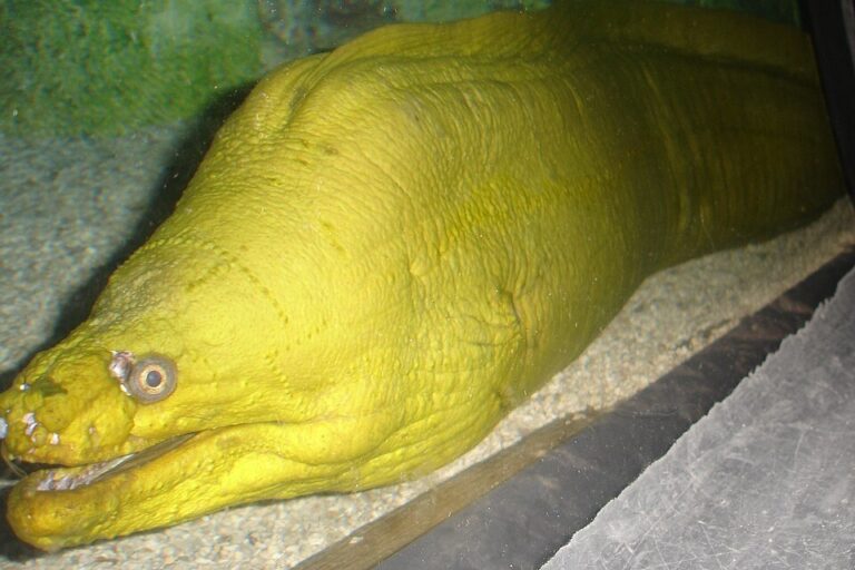 Green Moray Eel
