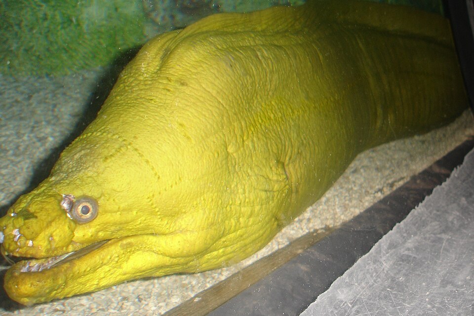 Green Moray Eel