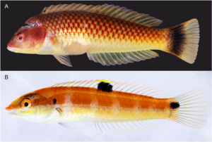 Melanurus Wrasse