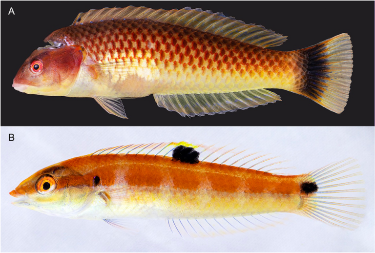 Melanurus Wrasse