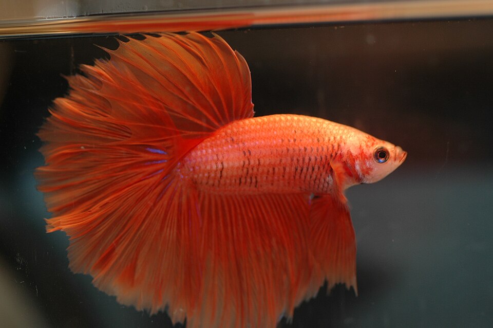 Betta