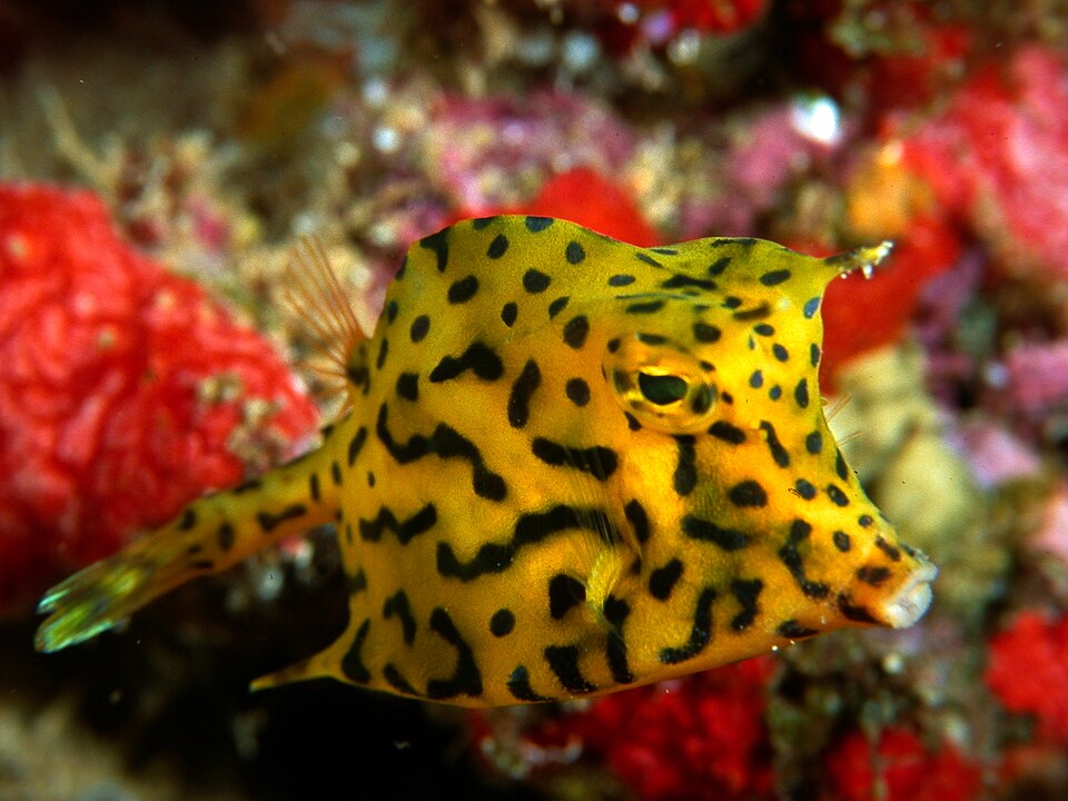 Scrawled Cowfish