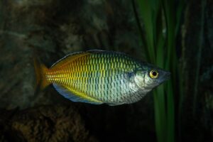 Rainbowfish