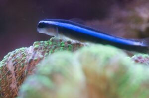 Neon Goby