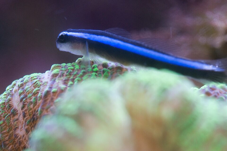 Neon Goby