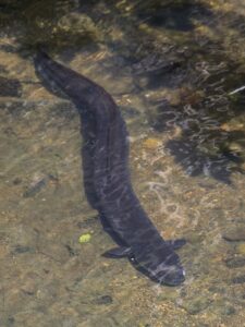 Philippine Eel