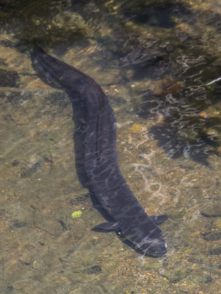 Philippine Eel