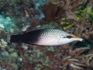 Bird Wrasse