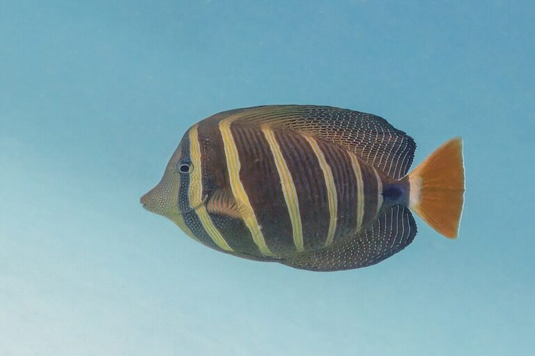 Atlantic Sailfin Tang