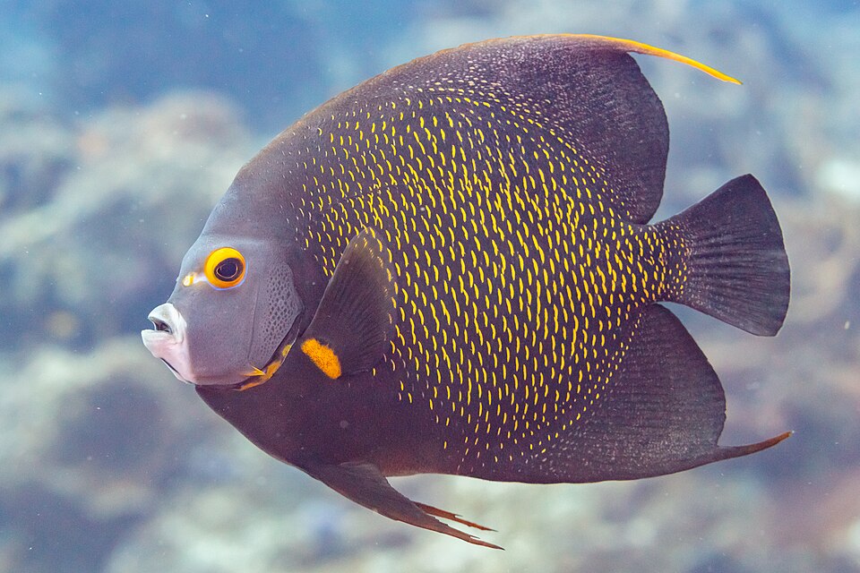 French Angelfish