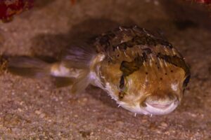 Porcupine Puffer