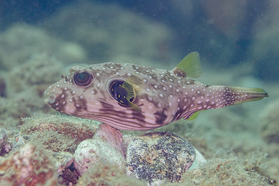 Stars and Stripes Puffer