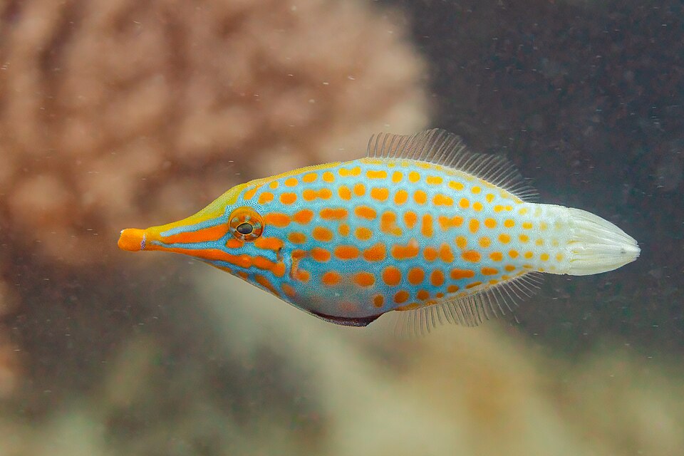 Orange-Spotted Filefish