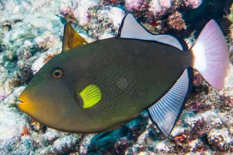 Pinktail Triggerfish