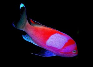 Squareback Anthias