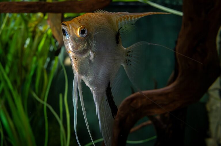 Angelfish