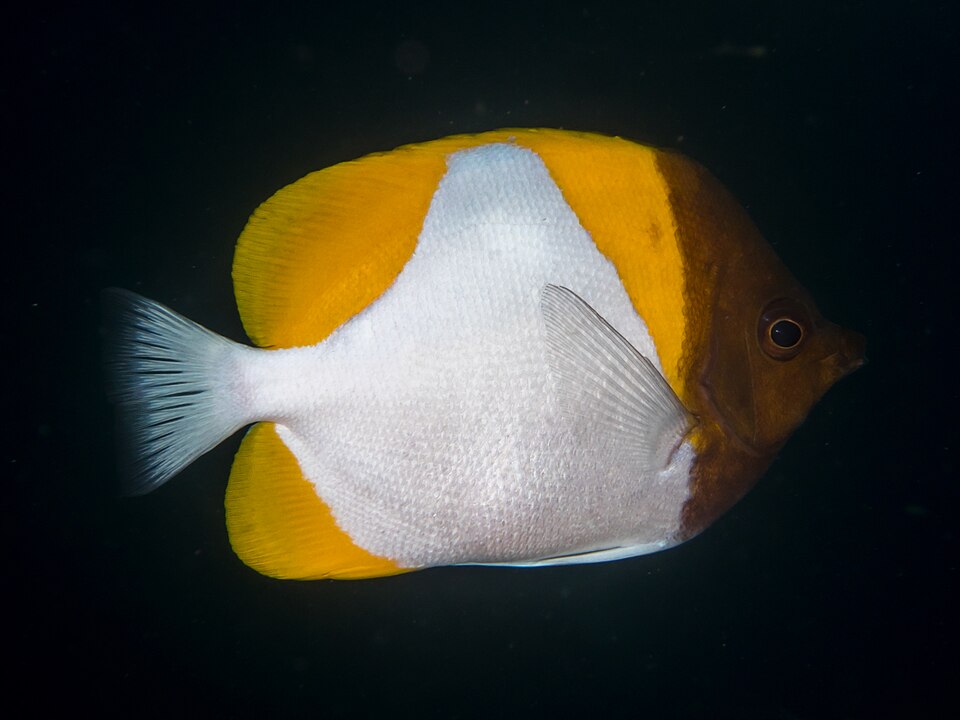 Pyramid Butterflyfish