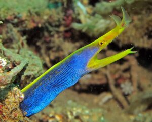 Ribbon Eel