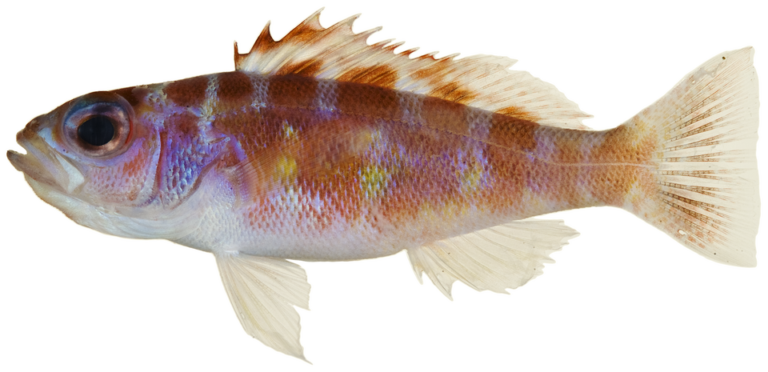 Chalk Bass