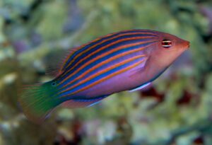 Six-Line Wrasse