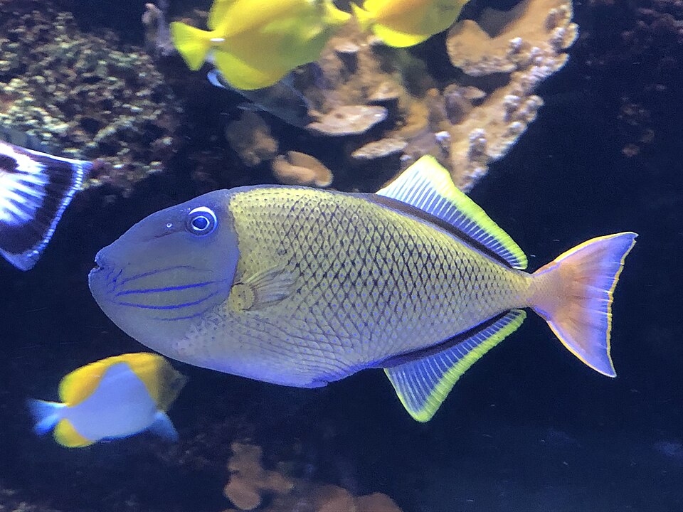 Crosshatch Triggerfish