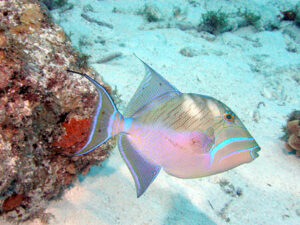 Queen Triggerfish
