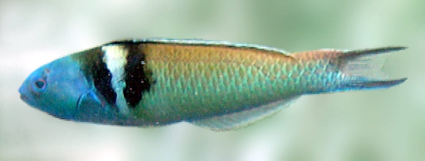 Bluehead Wrasse