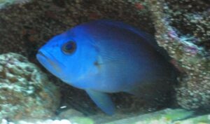 Blue Hamlet