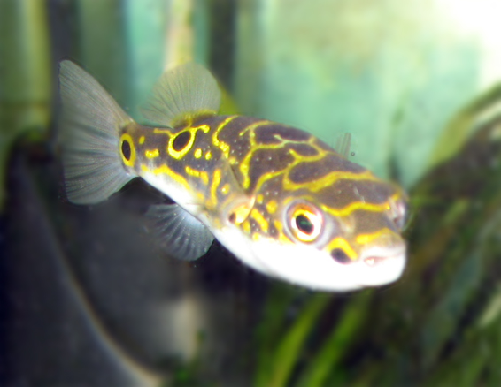 Figure Eight Puffer