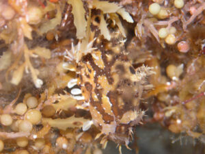 Sargassum Anglerfish
