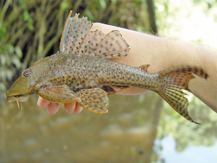 Common Pleco