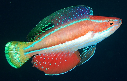 Lunate Fairy Wrasse