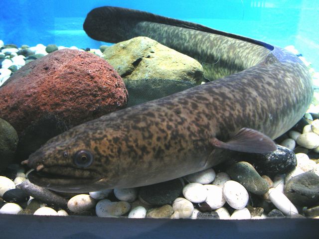 Giant Mottled Eel