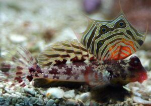 Scooter Dragonet